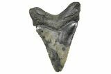 Serrated, Juvenile Megalodon Tooth - South Carolina #360937-1